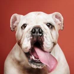 adorable white bulldog puppy portrait 53876 64845.jpg4780